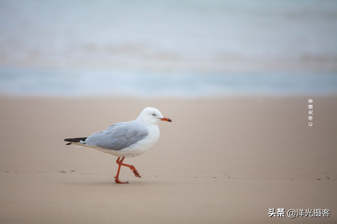 澳洲悉尼邦迪海滩,澳洲悉尼邦迪海滩游记