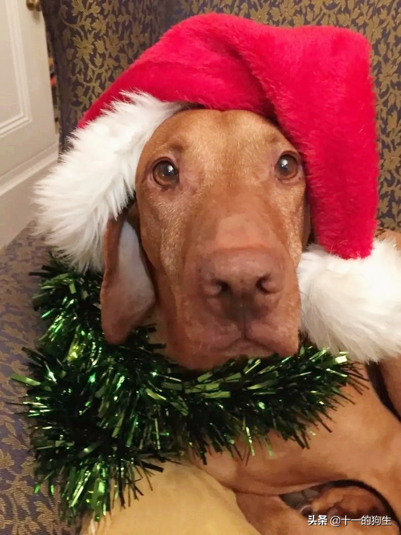 狗狗误食了巧克力会有什么症状,狗狗不小心误食了德芙巧克力