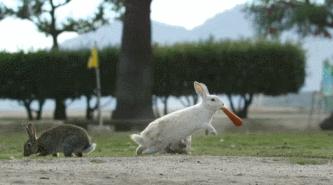 9.1分的大片，揭示了萌宠们的世界