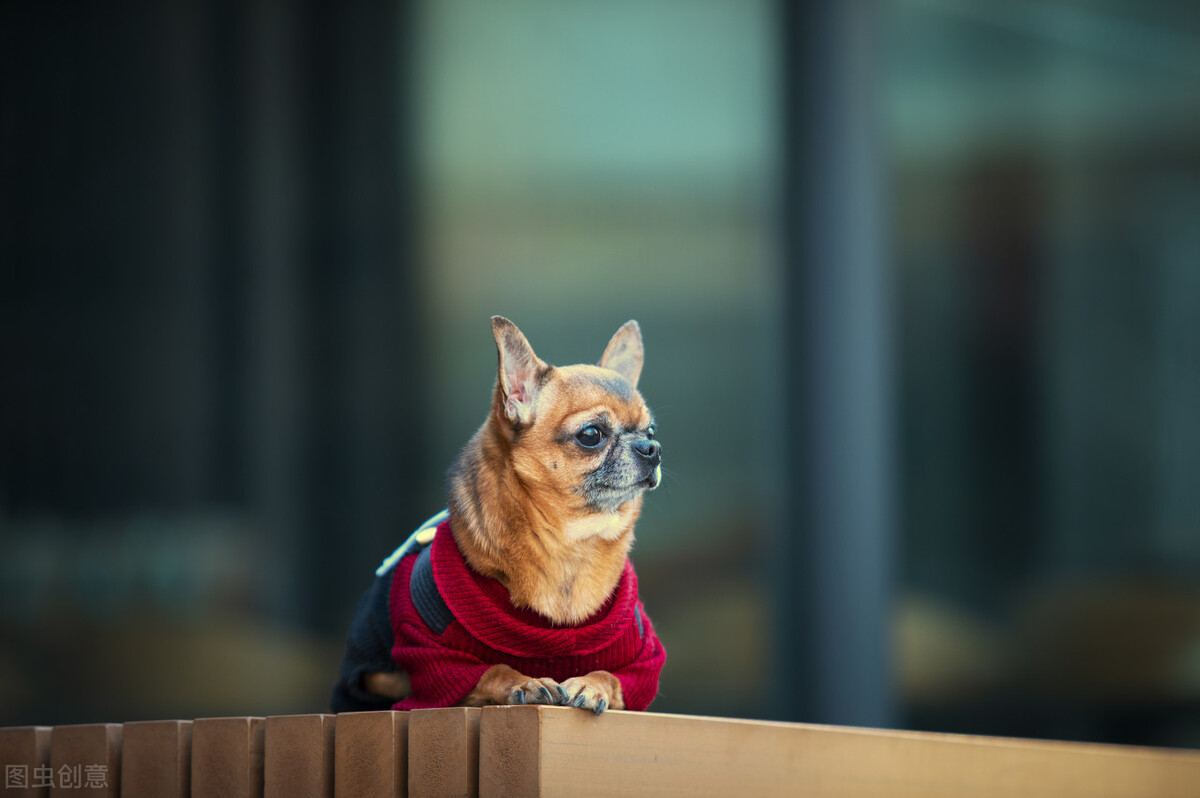 养宠物狗怎么处理粪便,狗狗得癣怎么预防