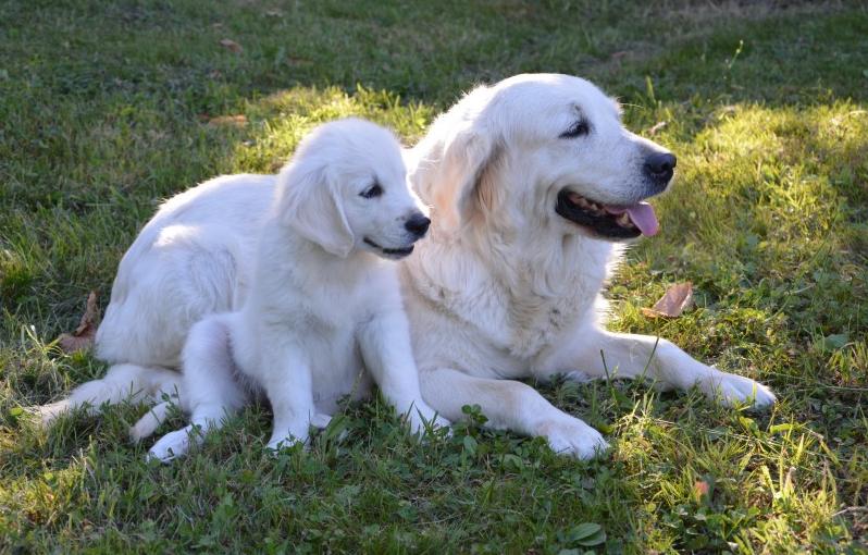 哪些大狗不咬人,哪些大狗无伤害