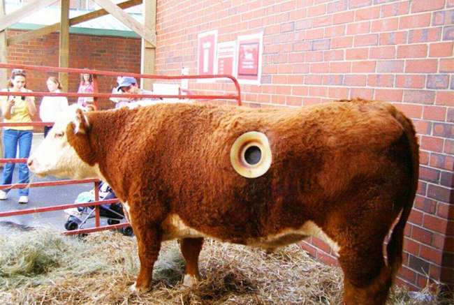 奶牛身上开洞是怎么回事,牛身开洞是什么原因