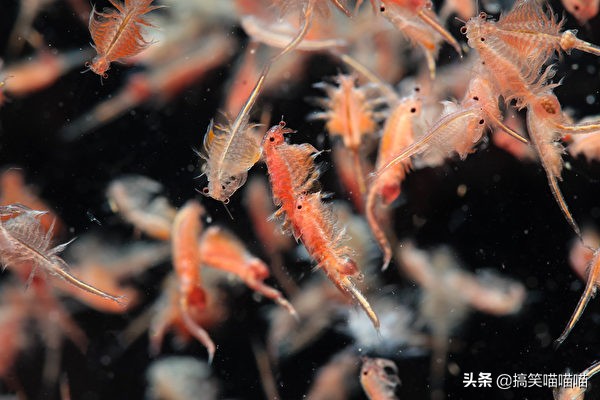 有什么适合宝宝养的宠物动物,最适合婴儿养的七种小动物