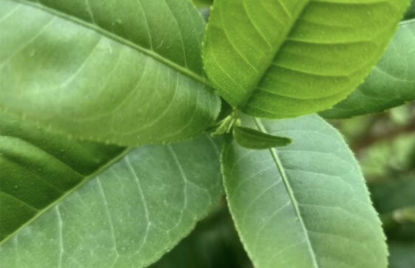 三星a9s最新评测视频,三星a9s价格与图片