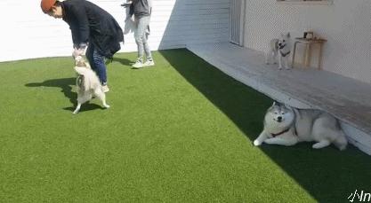 二哈为什么变瘦了,二哈太胖了必须要减肥