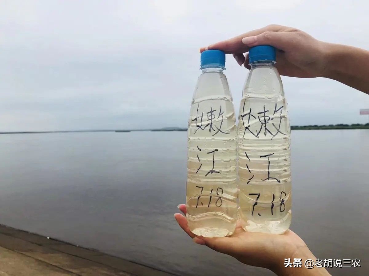 肇源江鱼排名,肇源江鱼有什么品种