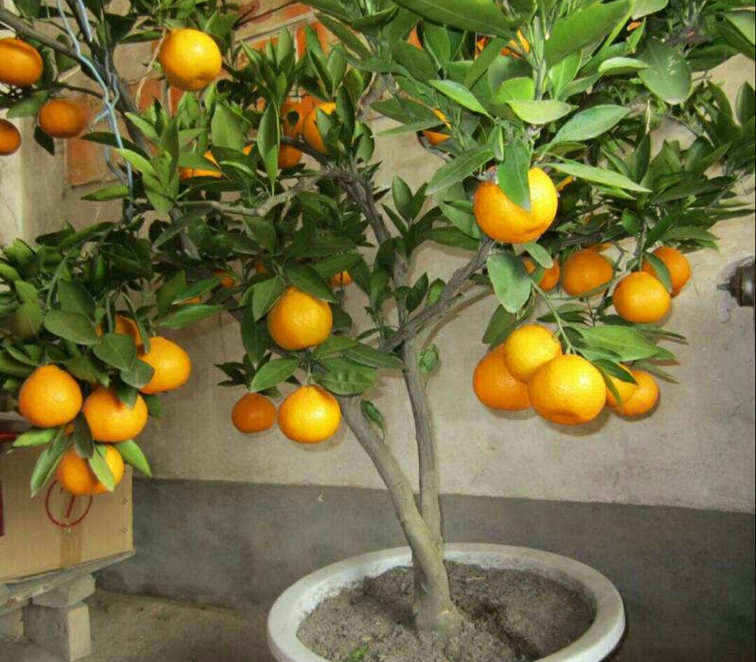 金桔树夏天落果怎么处理,金桔落叶干枝怎么补救