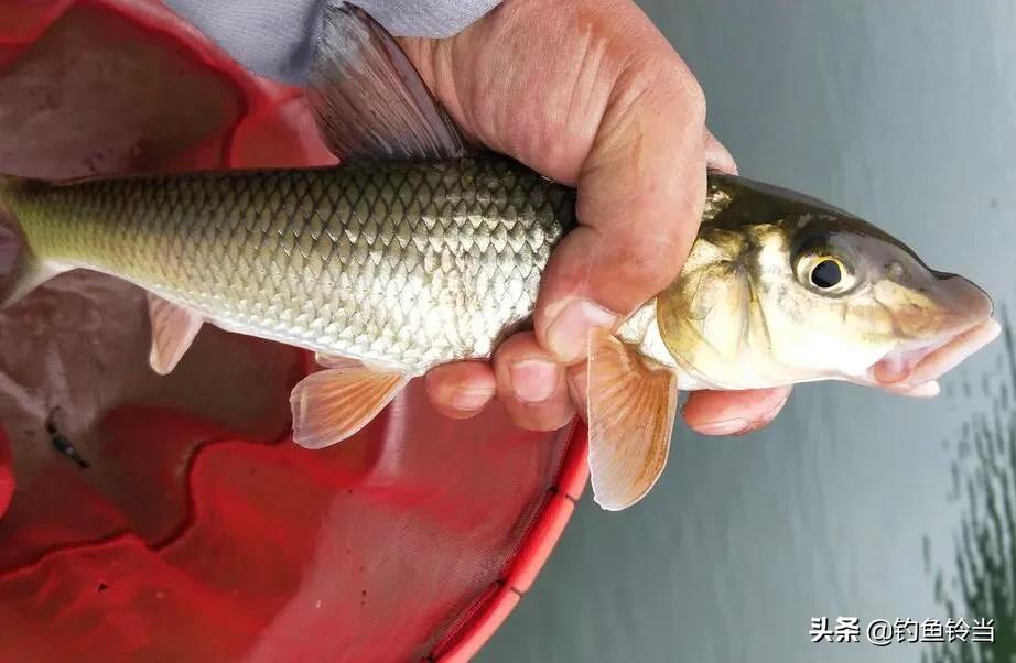 花骨鱼和重唇鱼的习性有何区别,经常遭人误解是什么果报