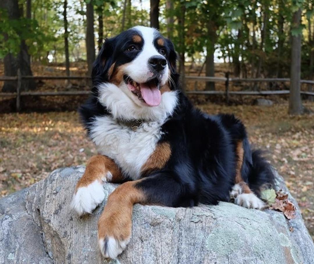 萌犬犬种,萌犬二十种名称