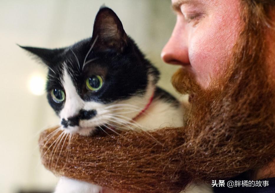 猫胡子越来越长是怎么回事 (猫的胡须变白了说明老了吗)