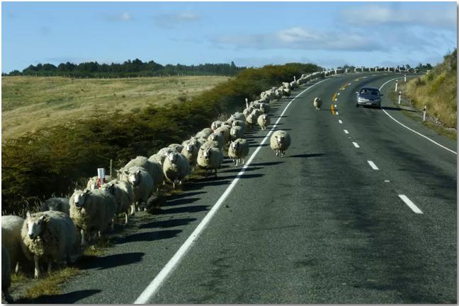 新西兰霍灵顿留学,留学选新西兰还是英国