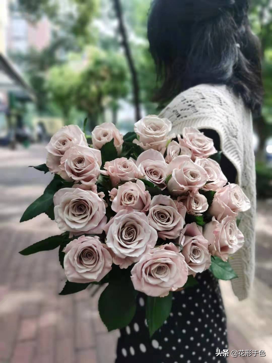 一分钟带你了解玫瑰,玫瑰花品鉴介绍