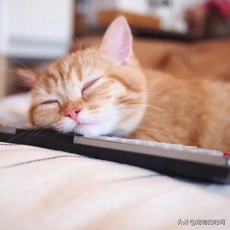 新手养成年猫咪的基础知识,养猫咪新手入门必备知识100个