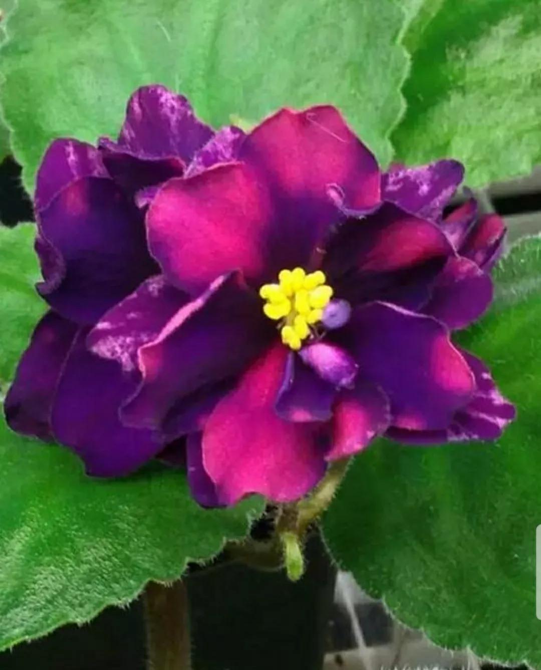 芳踪难觅濒危花！清新治愈篇：沙漠高原是吾家，豹子花的春天来了