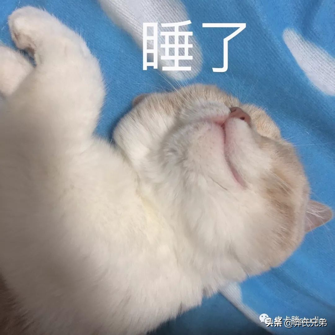 可爱小奶猫刚生出成长日记,一只小奶猫的成长过程
