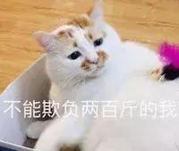 猫咪脚上突然斑秃掉毛是怎么回事,猫咪头顶掉毛但是无结痂是猫癣吗