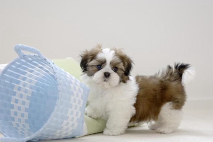 狗伤口肿了没化脓,怎么给狗包扎伤口