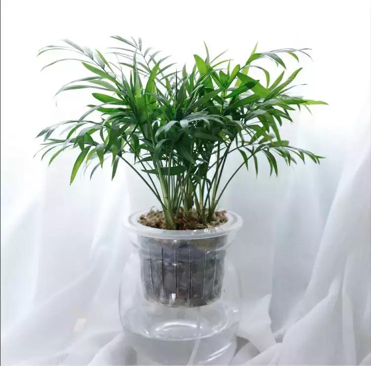 水培绿萝能放桌上吗,桌上水培花草