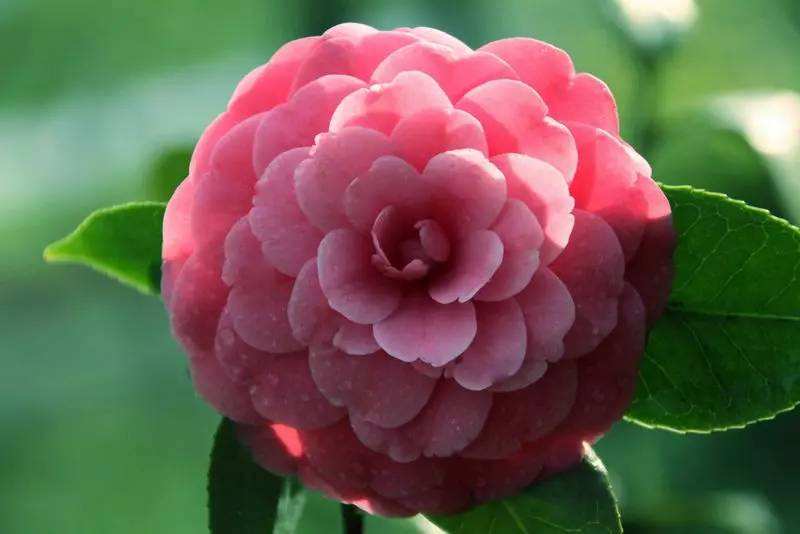 山茶花开花时可以晒太阳吗,山茶花在冬天开花时注意的事项