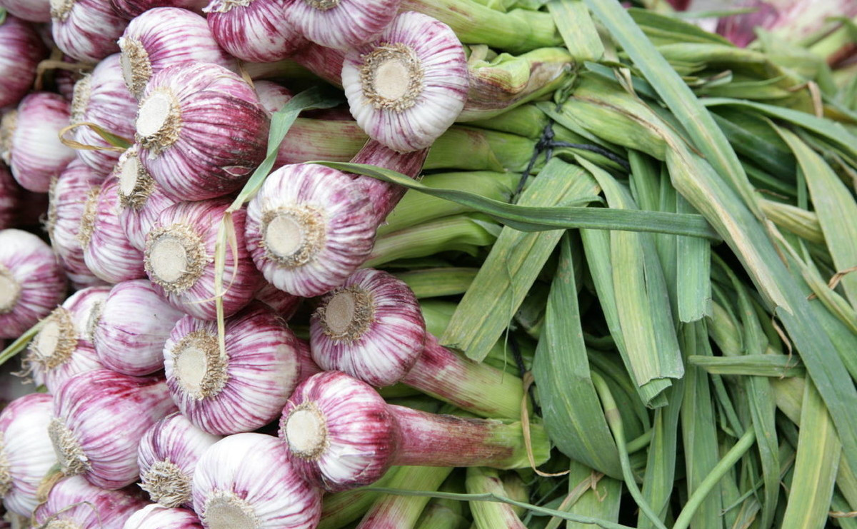 大蒜市场观察：今年大蒜市场遇冷，2019年依然不容乐观