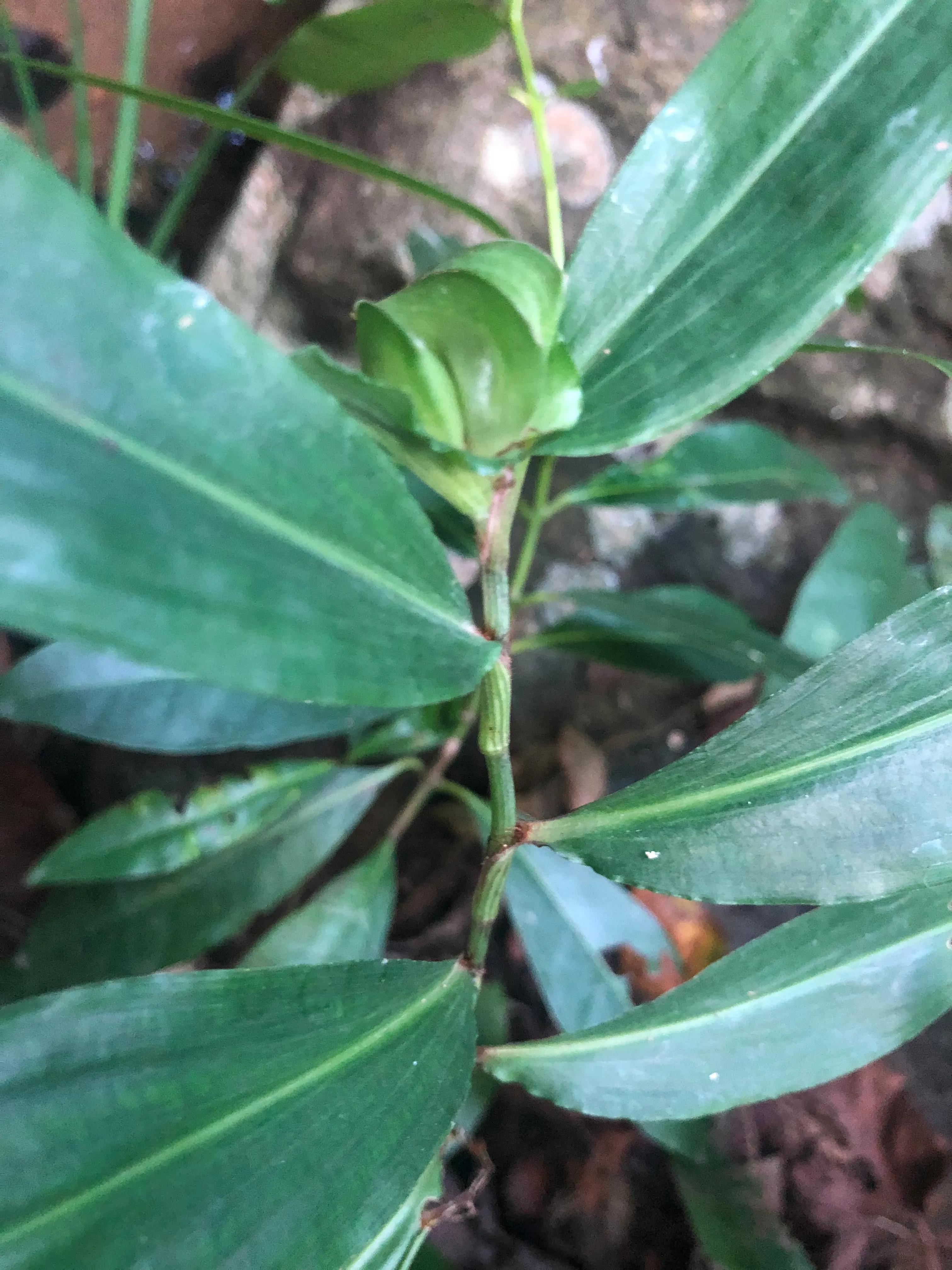 深山野岭野生植物,深山老林野菜植物