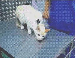 猫咪的神奇开关,猫咪身上的神奇小开关