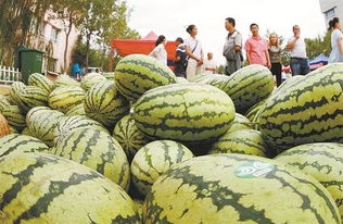 *疆新**的水果儿~~（一）