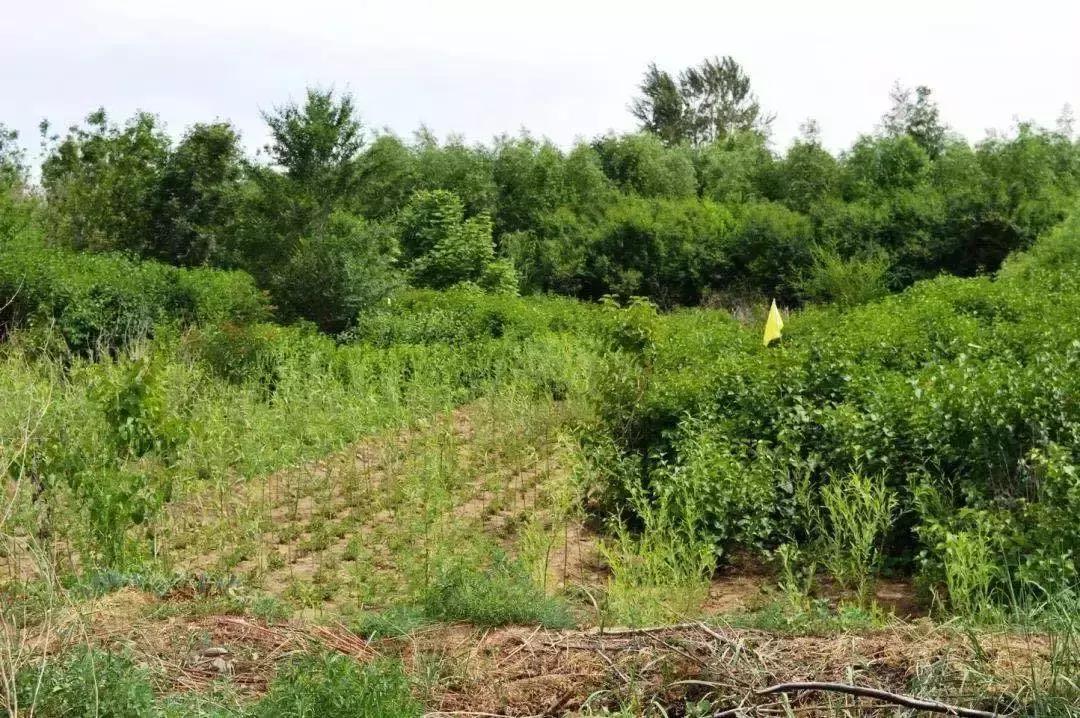 包头市新花海景点,包头最美的地方