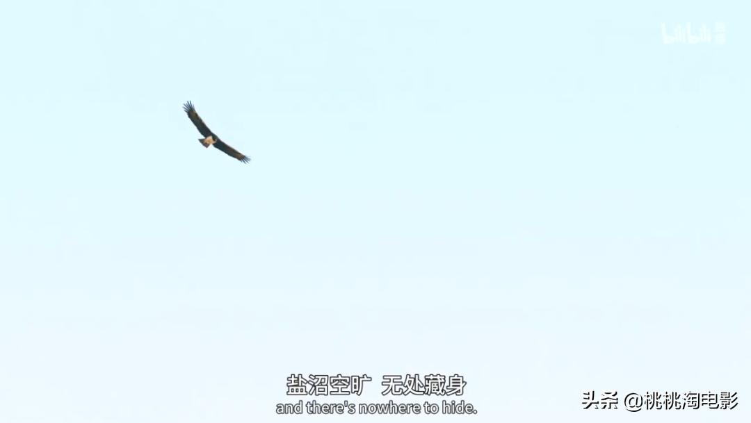 bbc纪录片最值得看的,bbc神级纪录片豆瓣评分超9