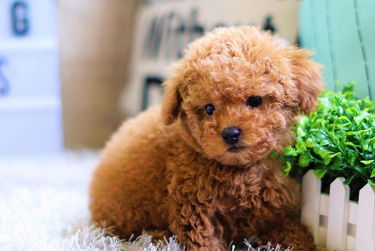 茶杯犬背后的心酸,爱它还是在害它?