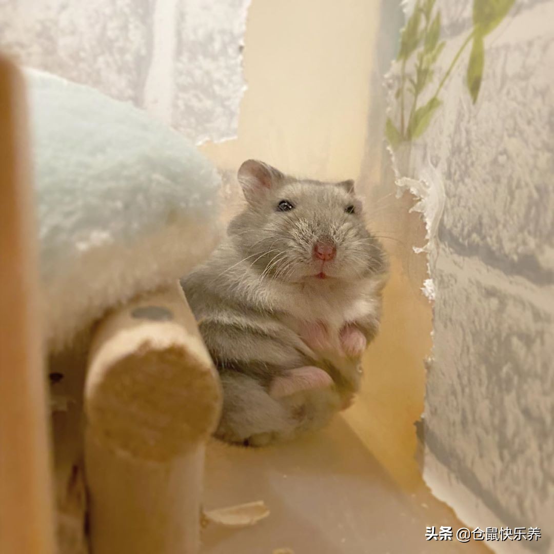 仓鼠缺衣少食谁的错？冬天快到了，请别让你家鼠鼠过得这么寒碜