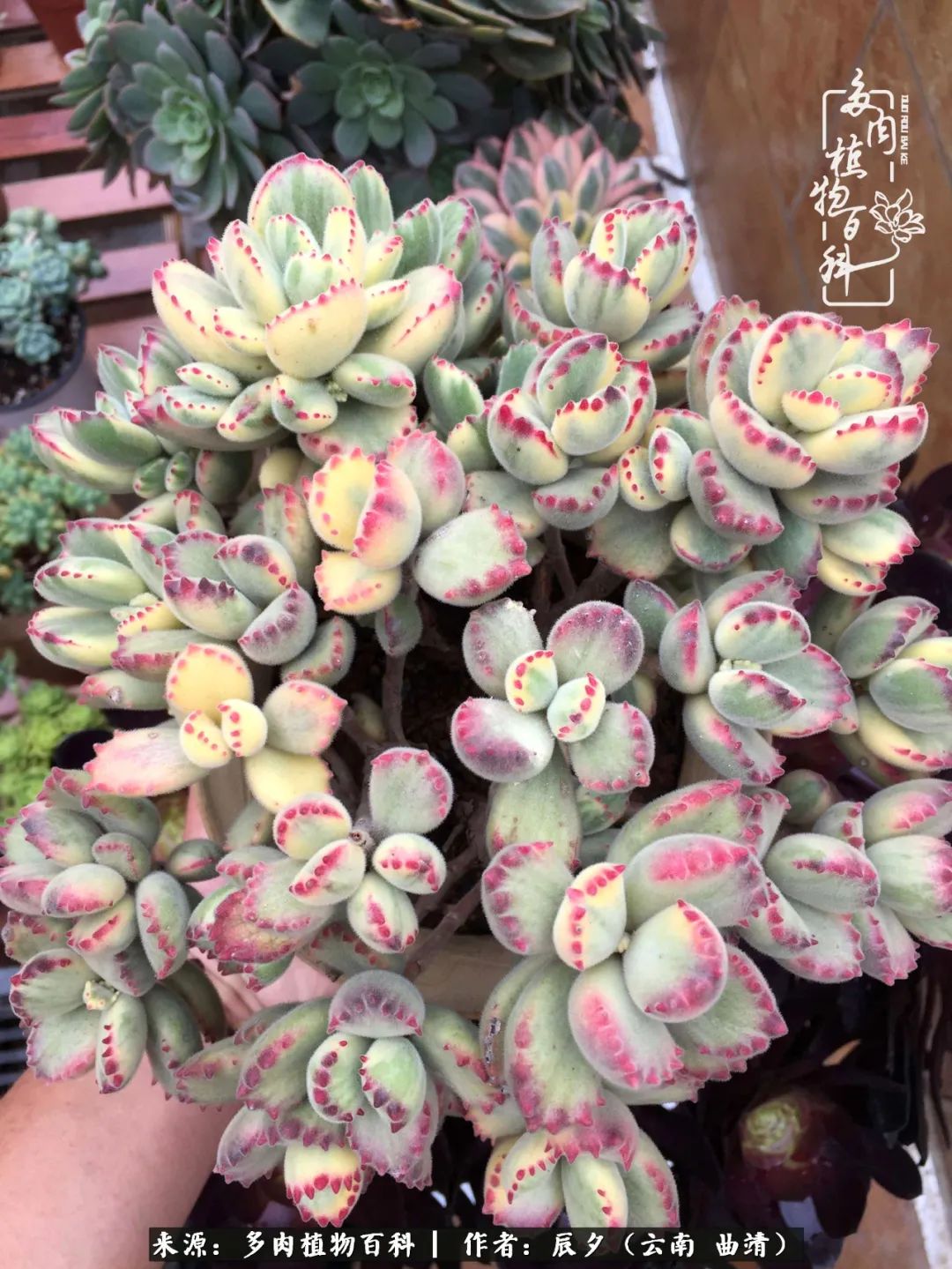 缂辩换鏃栨棊钁宠暏鐢熼,缂辩换鏃栨棊钁宠暏鐢熼鍑哄