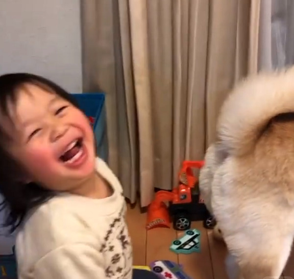 小女孩偷闻柴犬的屁股，她闻完开心大笑，妈妈无语：不臭吗