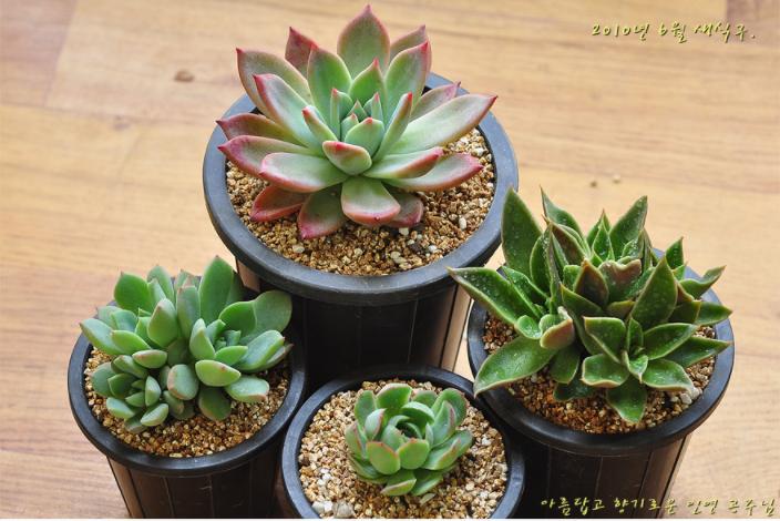 韩国多肉大全图片,多肉公主的图片