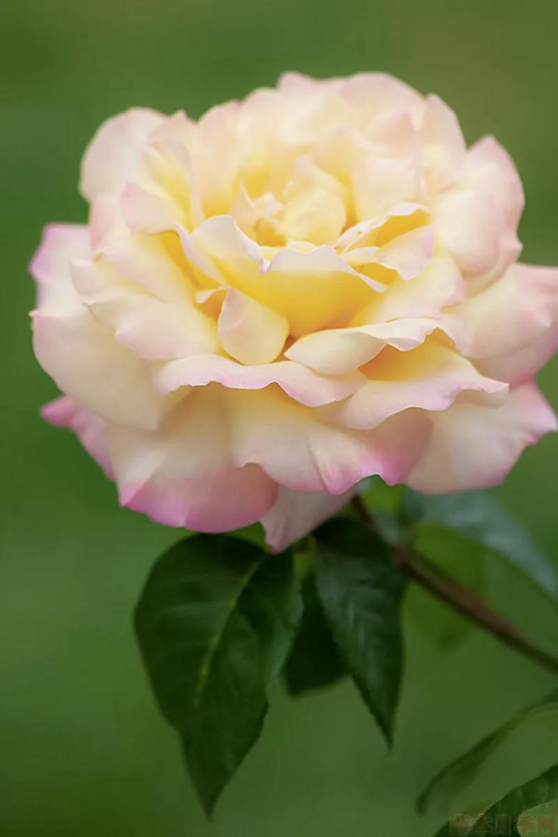 和平月季的价格,和平月季优缺点