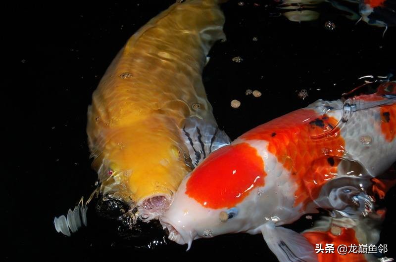 夏季锦鲤鱼池怎么预防疾病,怎样增强锦鲤的免疫能力