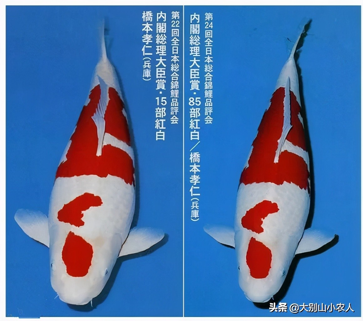 烫嘴的锦鲤：可活200岁，八旬老人为之翻墙，却因颜值决定生死