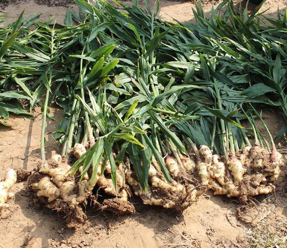 盆栽的生姜冬天要挖出来吗,削完皮的生姜可以直接放花盆里