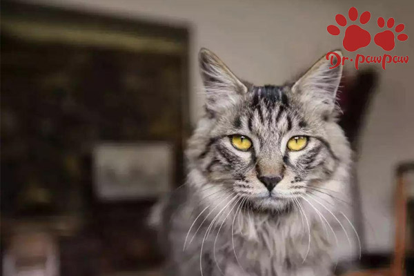 爪爪博士宠物用药,爪爪博士皮肤治疗