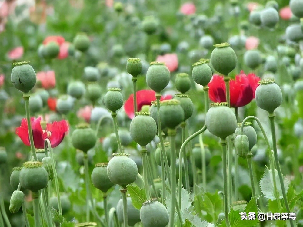 胆太大！七旬大伯竟拿*粟罂**当菜吃！