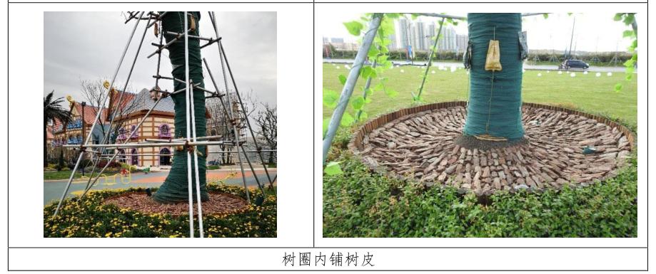 四季不落叶的风景树多少钱一棵,修树技巧风景树