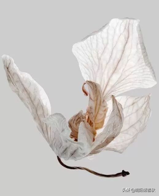 如何制作干花使其可以永久保存,如何制作干花书签