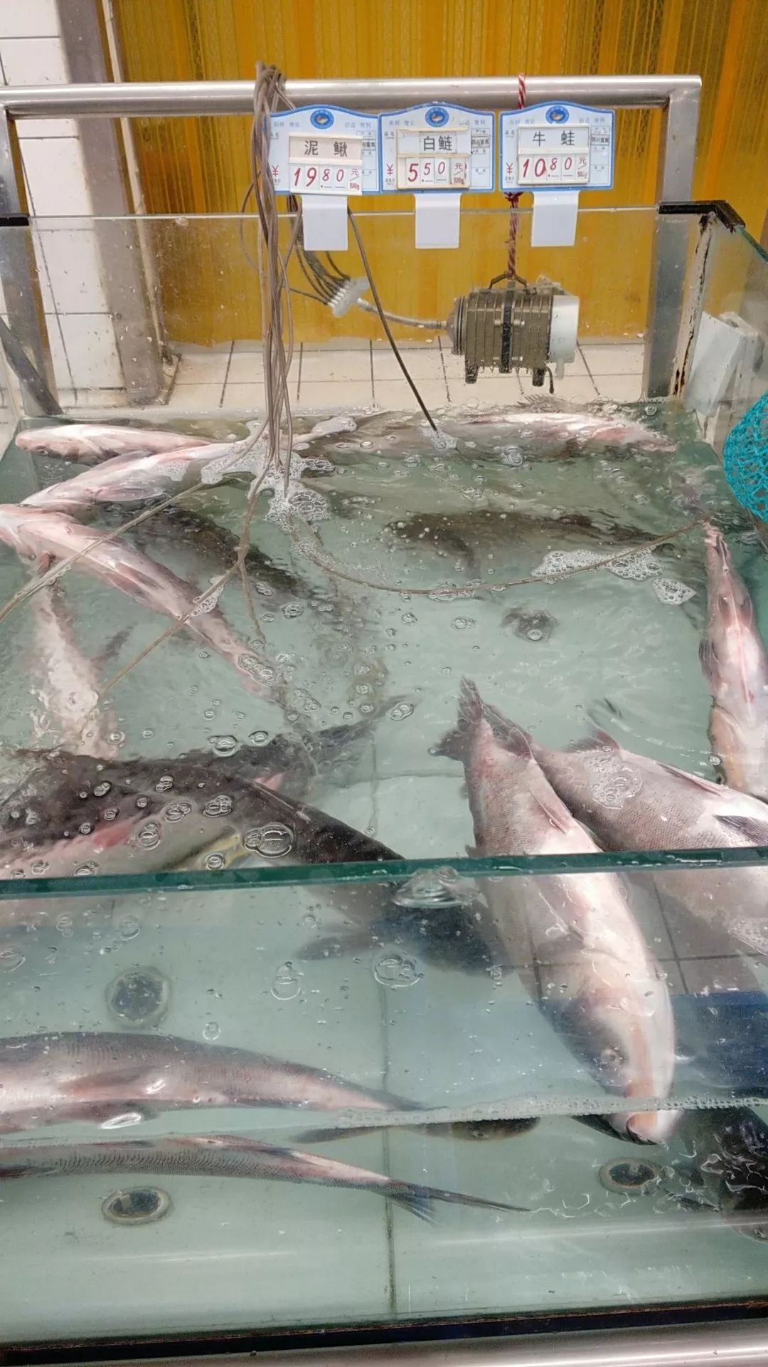 宜宾排骨,宜宾今日肉价多少元一斤