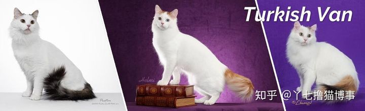 有哪些好看的家养猫,最适合家养的猫咪品种不掉毛