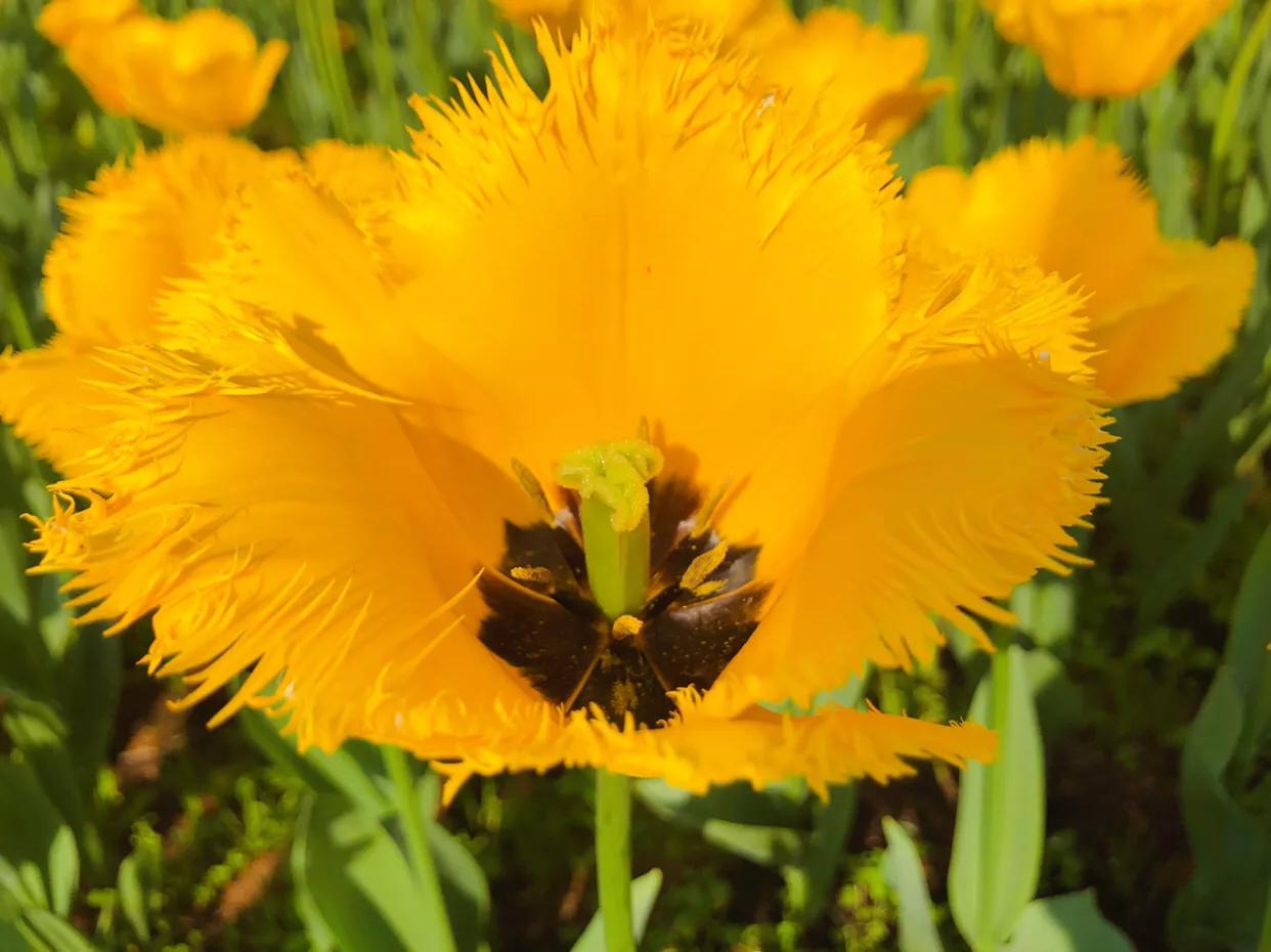 粉色郁金香花语搭配粉色玫瑰,郁金香的花貌和郁金香的花语