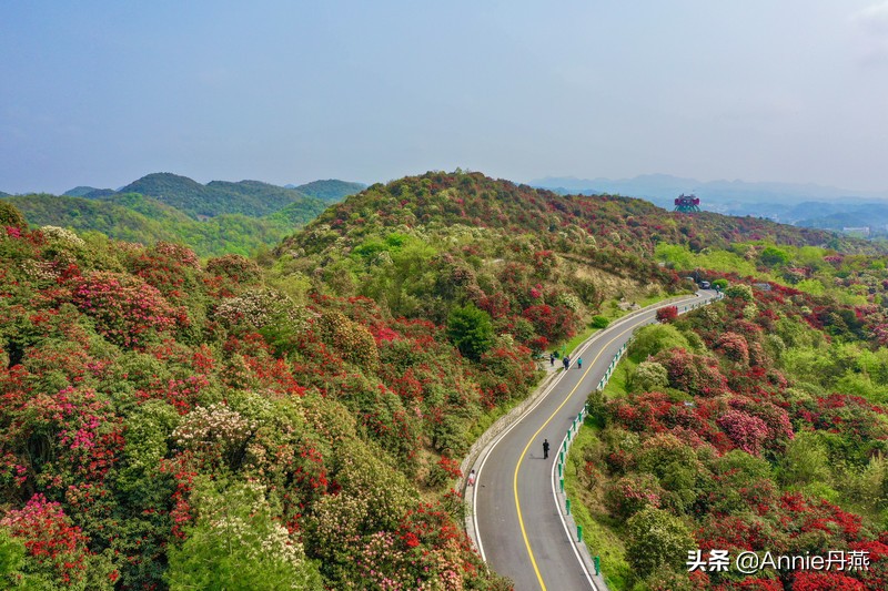 百里杜鹃花开如海,百里杜鹃百里盛开