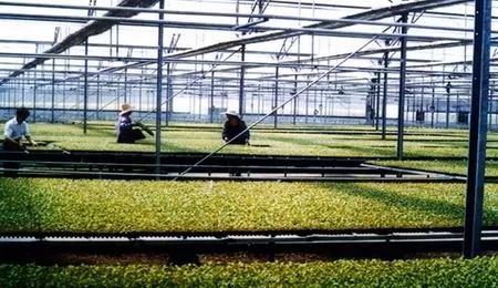 玉米土地托管经营模式,玉米新农业三种经营模式