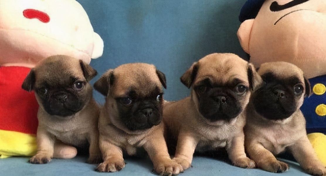 黑色巴哥犬市场价多少钱一只,巴哥犬价格一只多少钱