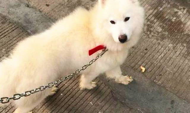 6000块买的萨摩耶捡瓶子原视频,萨摩耶400元被卖