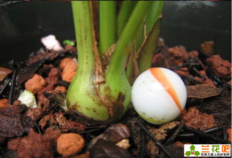 兰花老苗如何让它出新芽新根,兰花的兰根打散及栽培方法